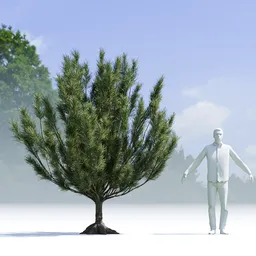 Tree Mugo Pine