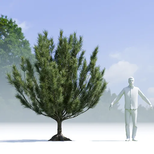 Tree Mugo Pine