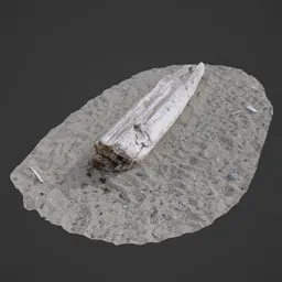 Wood Log on Beach Photoscan