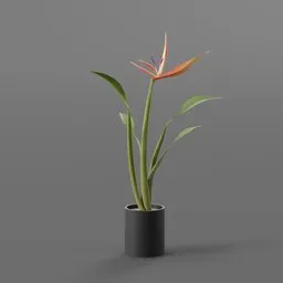 Exotic Bird of Paradise 3D model in Blender, ideal for indoor nature scenes.