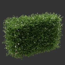 Hedge Flowering Bush Plant