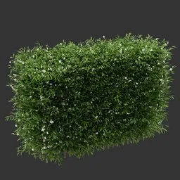 Hedge Flowering Bush Plant