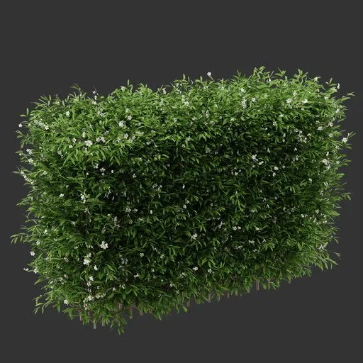 Hedge Flowering Bush Plant