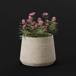 Plant Redpod Flower Potted