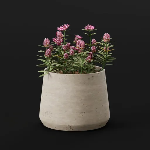 Plant Redpod Flower Potted
