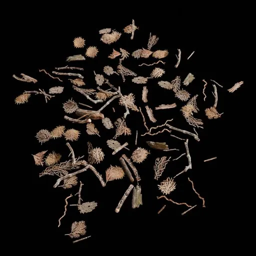 Natural Ground Debris