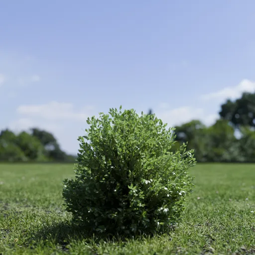 Shurb - BuxtusSempervirens Boxwood