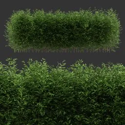 Multiple Bush Plant