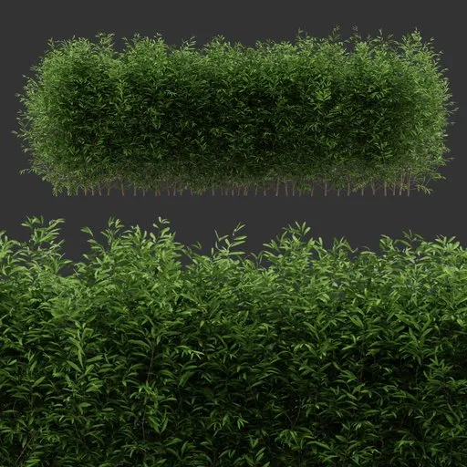 Multiple Bush Plant