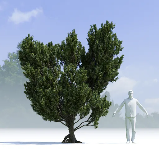 Tree Mugo Pine