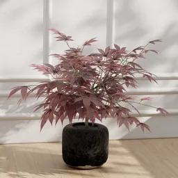 Japanese Maple Bonsai