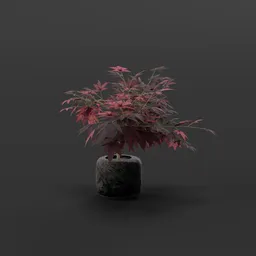 Japanese Maple Bonsai