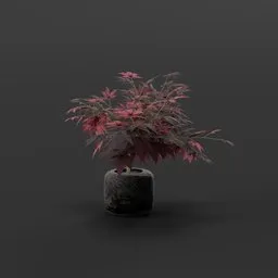 Japanese Maple Bonsai