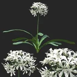 White Clustered Flowering Plant
