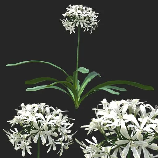 White Clustered Flowering Plant