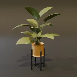 Broadleaf Lilly Potted Med