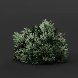 Juniper Bush