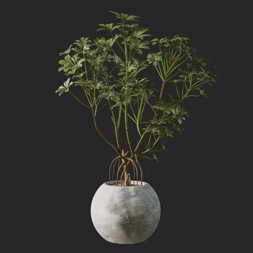 Schefflera Plant
