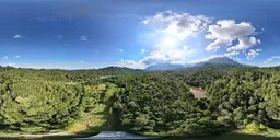 Highsky forest green tree