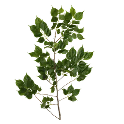 Prunus x yedoensis Atlas