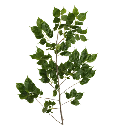 Prunus x yedoensis Atlas