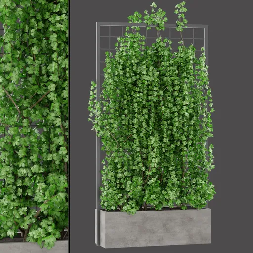 Garden Trellis Foliage
