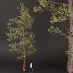 SJ-Sunlit Pine Canopy