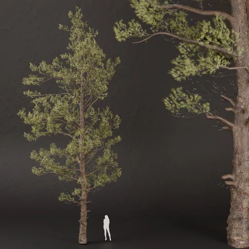 SJ-Sunlit Pine Canopy
