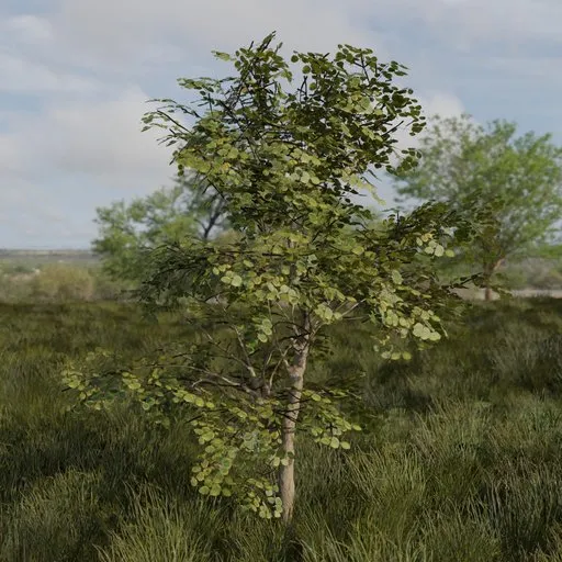Realistic 3D model of a large broadleaf tree with detailed leaves and bark, suitable for Blender rendering and virtual environments.