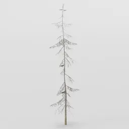 Tall Skinny Spruce