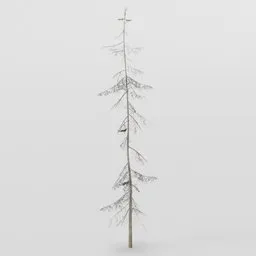 Tall Skinny Spruce
