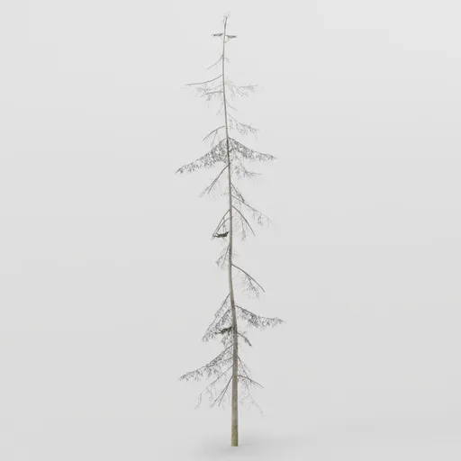 Tall Skinny Spruce