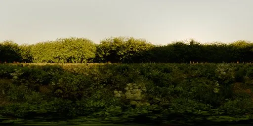 Bushes Morning