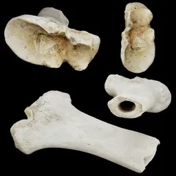 Articulated Bone