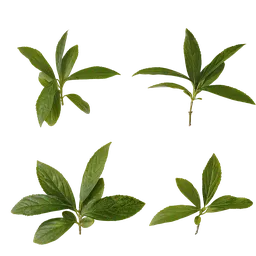 Forsythia viridissima Leaf