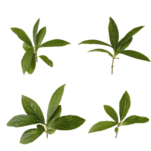 Forsythia viridissima Leaf