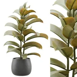 Indoor Plant Ficus AQ