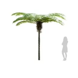 Palma Sphaeropteris Lepifera Medium