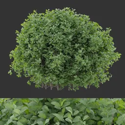 Dense Round Evergreen Bush