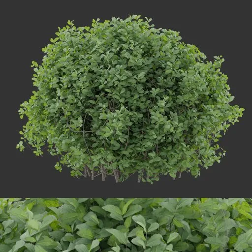 Simple Round Bush Plant