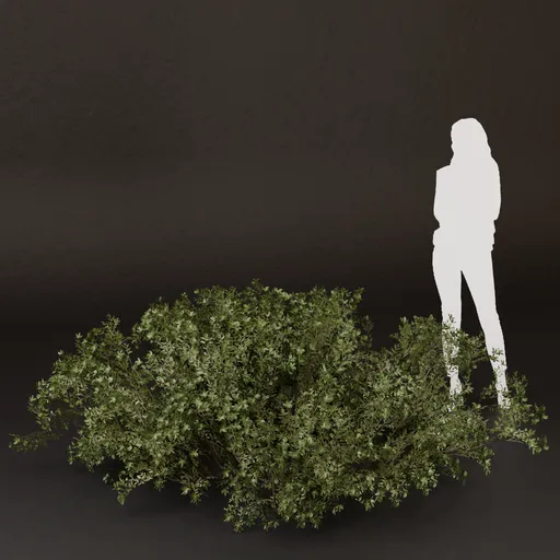 SJ-Curved Garden Edge Bush