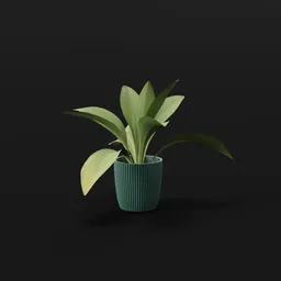 Haran Iron Plant Juvenile Potted