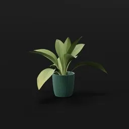 Haran Iron Plant Juvenile Potted