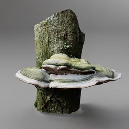 Tree Fungus on Trunk