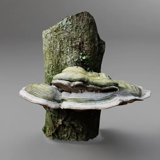 Tree Fungus on Trunk