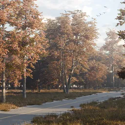 Autumn Forest Road Environment Animation