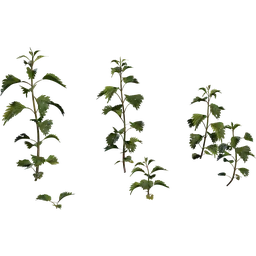 Nettle Plant
