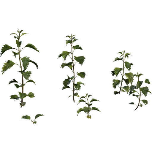 Nettle Plant