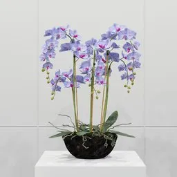 Purple Phalaenopsis Orchid
