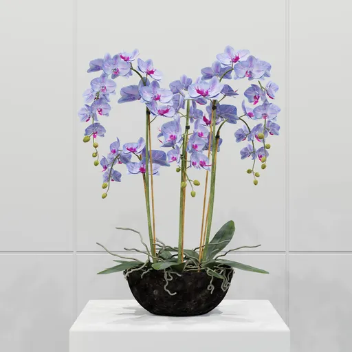 Purple Phalaenopsis Orchid